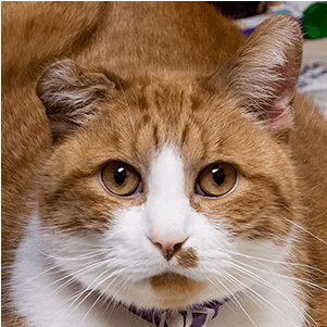 Team Member Ty At Mundelein Animal Hospital - Mundelein Animal Hospital (520x300), Png Download