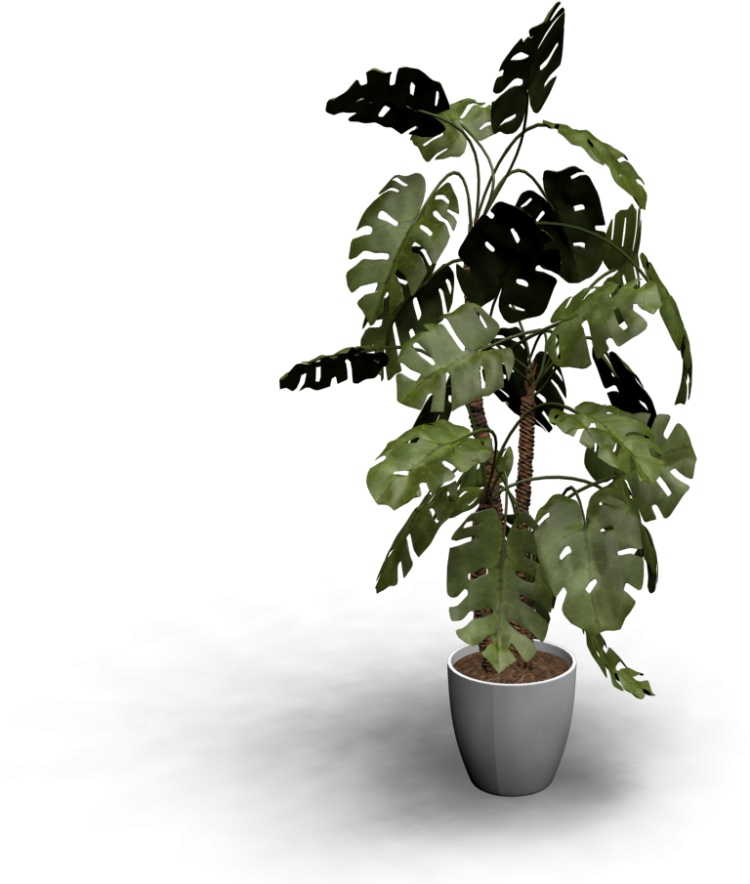 Monstera - Design (1000x1000), Png Download