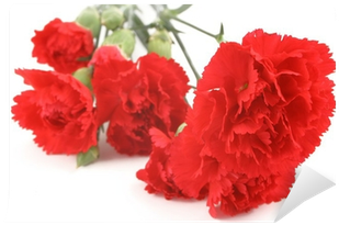Dianthus (400x400), Png Download
