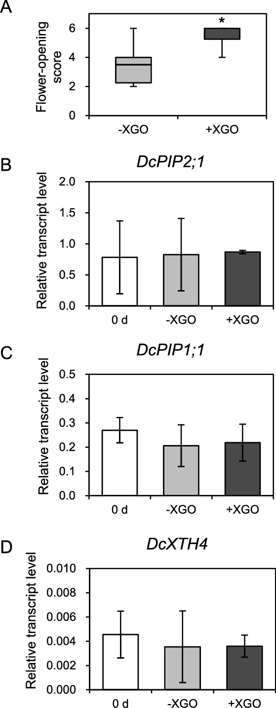 Gene Expression Analysis In Xgo-treated Flowers Of - Diagram (559x1435), Png Download