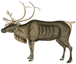Reindeer, Vintage, Art, Deer, Animal - Vintage Animal Png (470x340), Png Download