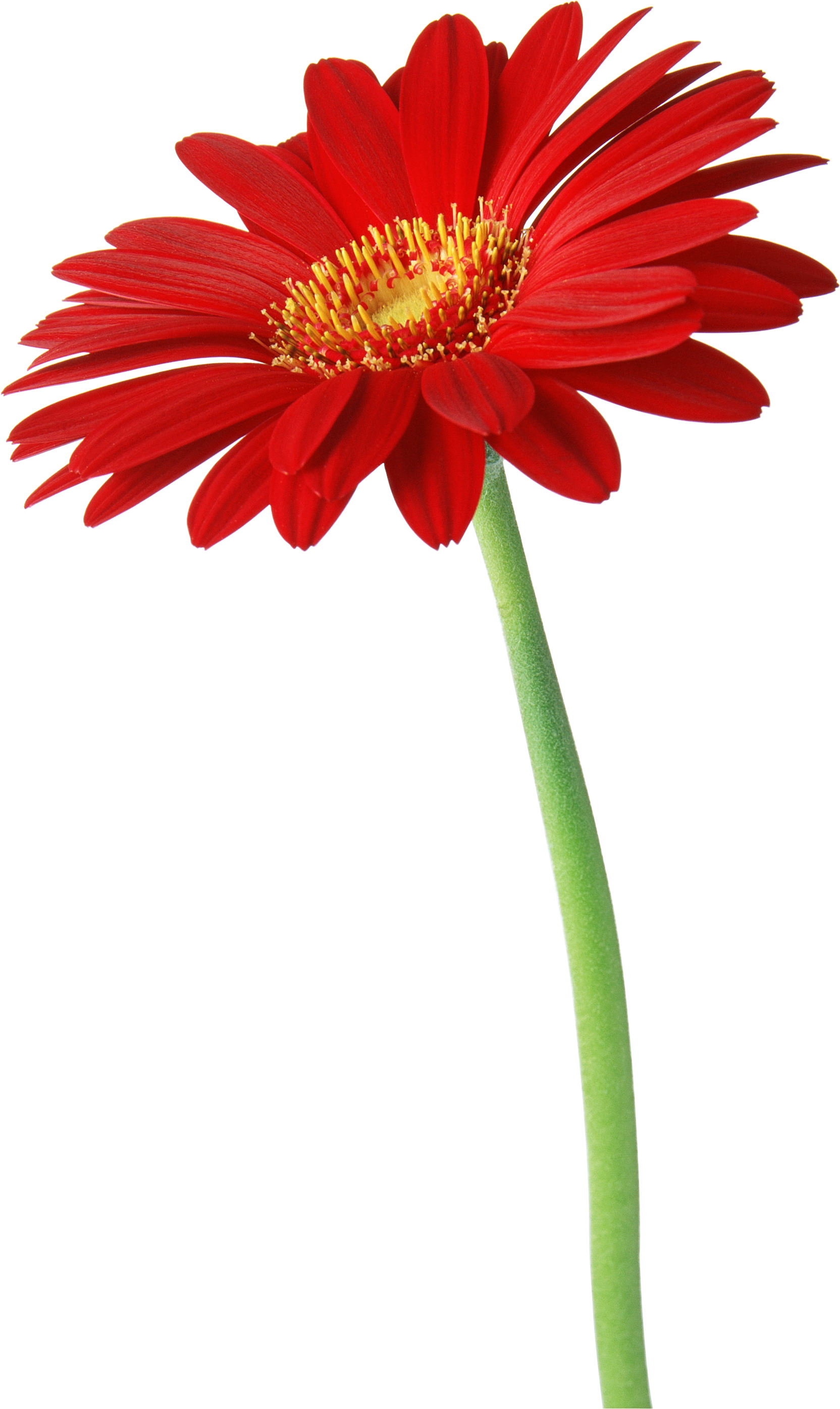 6 (1664x2790), Png Download
