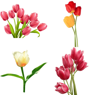 Tulips Flowers Clip Art (400x400), Png Download