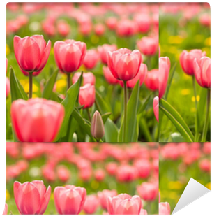 Sprenger's Tulip (400x400), Png Download