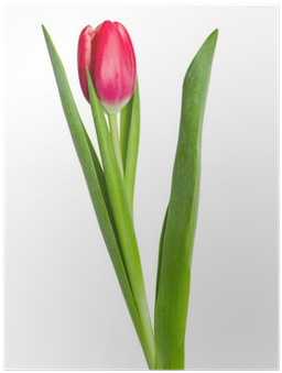 Sprenger's Tulip (400x400), Png Download
