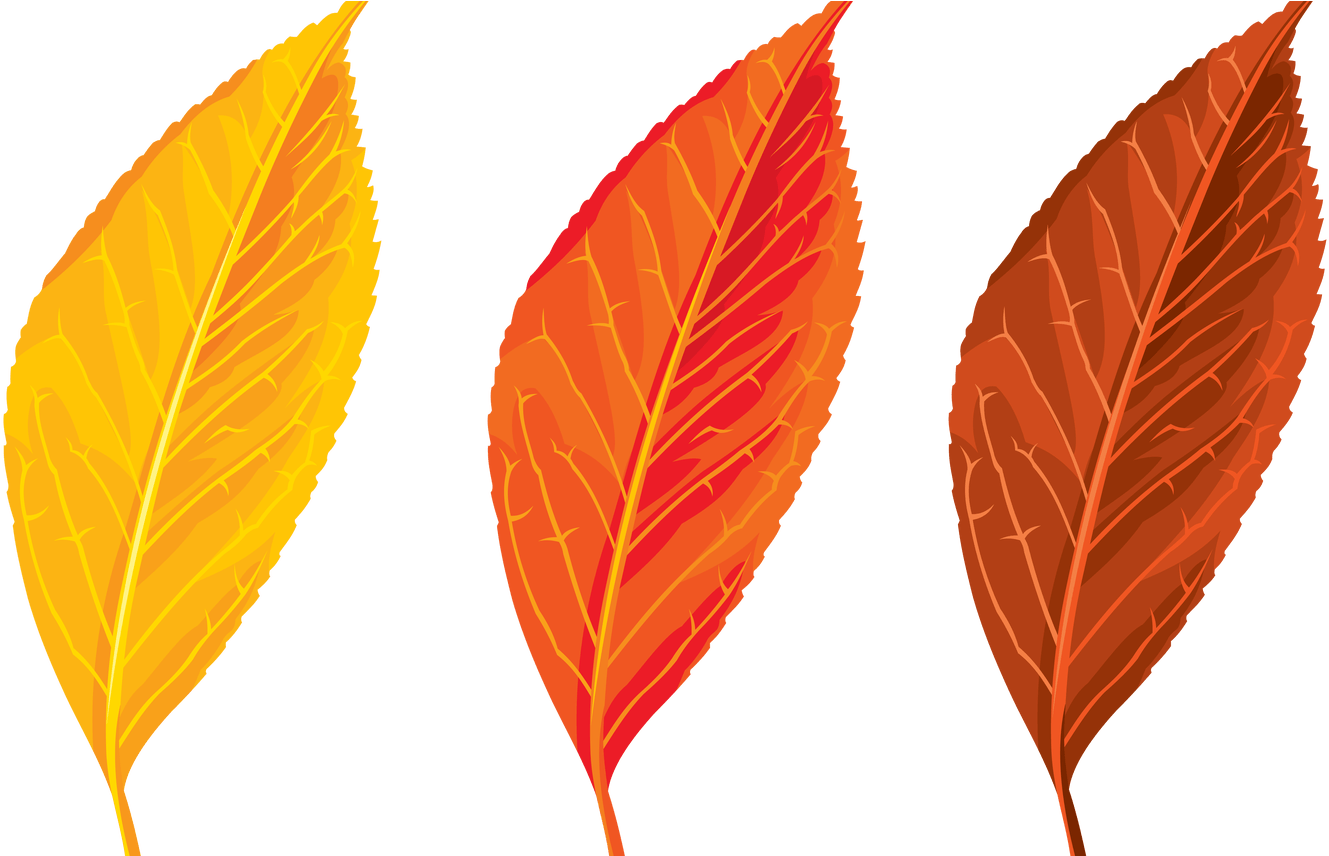 Autumn Flowers Clipart Free Download Best Autumn Flowers - Orange Autumn Leaf Clipart Png (1368x855), Png Download