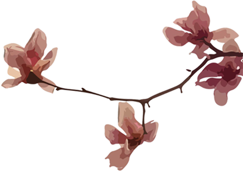 She Splits Her Time Between Her Two Favorite Cities, - Cherry Blossom (510x372), Png Download