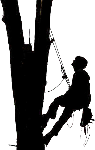 Tree Removal - Tree Climber Silhouette (428x639), Png Download