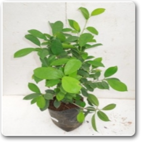 Fig Trees (650x489), Png Download