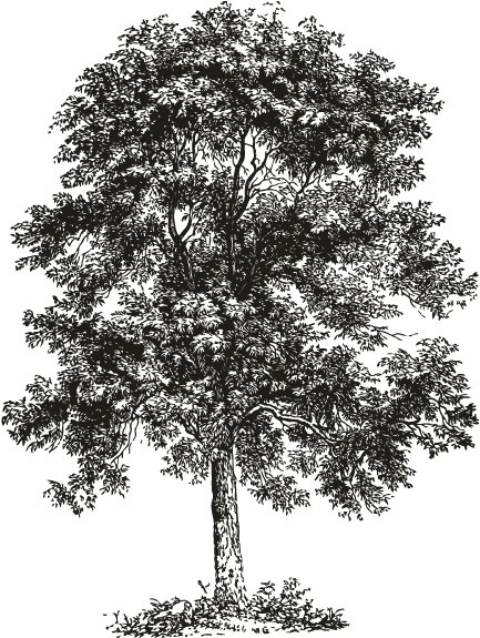 Smock Ash Tree Motif - Ecoholic Your Guide To The Most Environmentally Friendly (696x696), Png Download