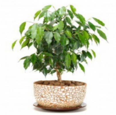 Ficus Benzamin - Plants (500x400), Png Download