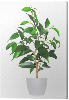 Houseplant (400x400), Png Download