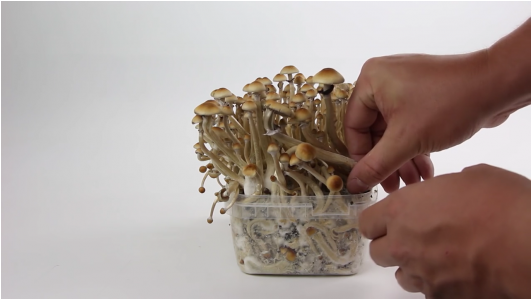 How To Harvest Your Magic Mushroom Grow Kit - B+ Supa Gro (530x400), Png Download
