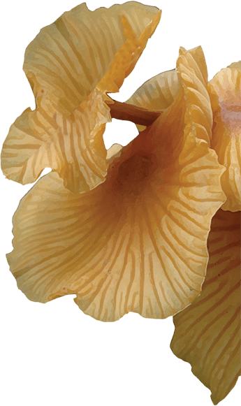 Mushroom (345x581), Png Download