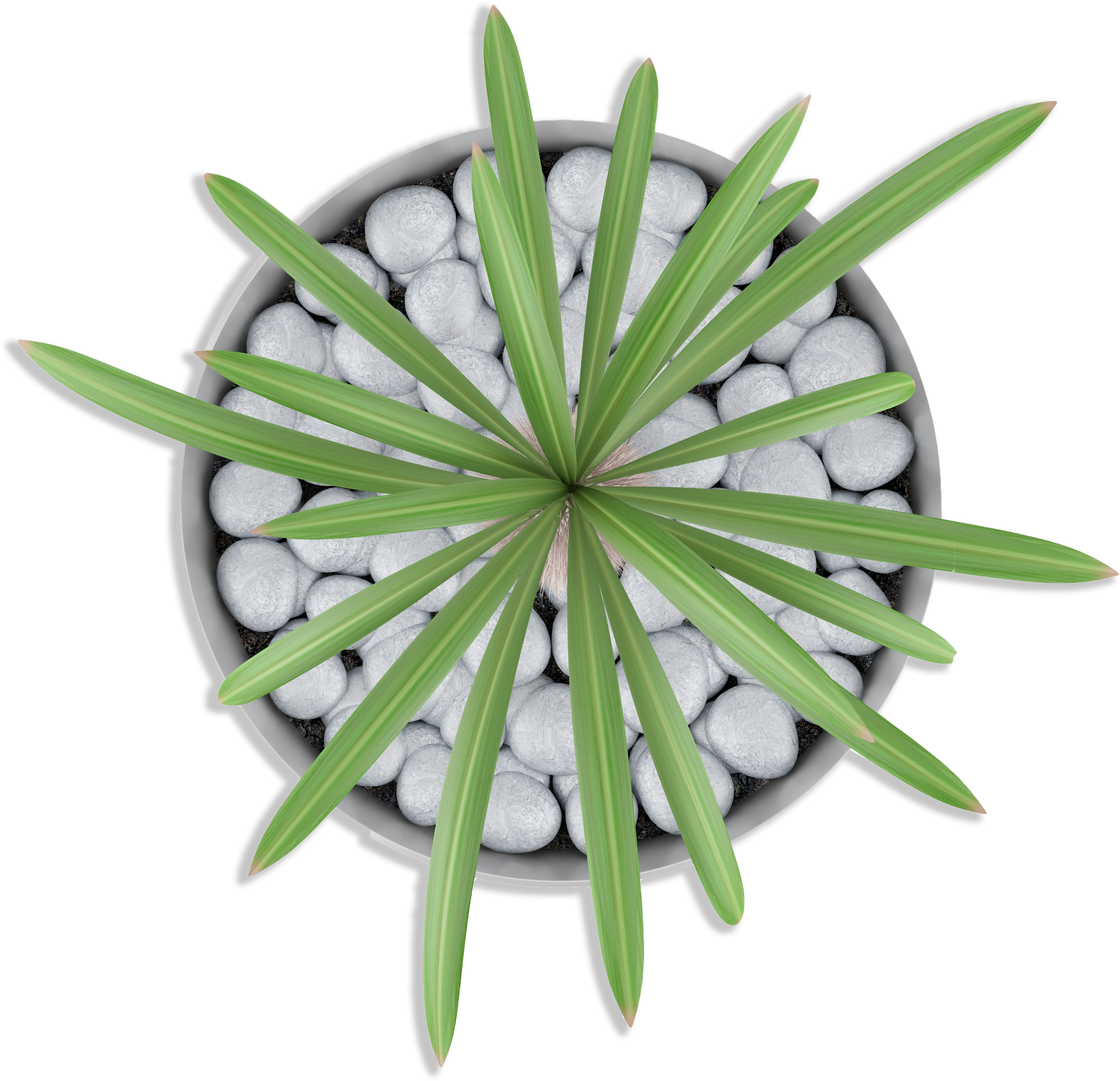 Drought Tolerant Plants - Primer Of Flipped Plant Biology: (first Edition) (3600x3600), Png Download