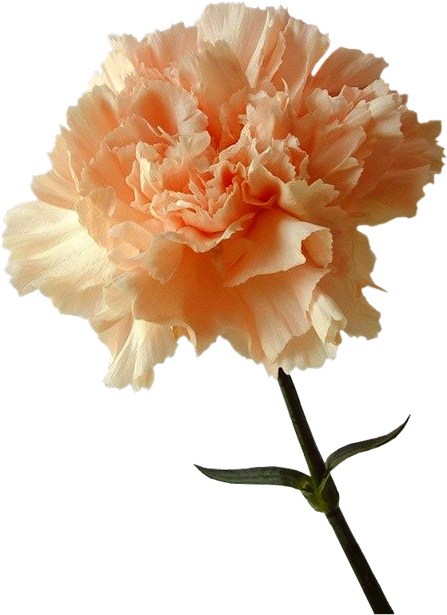 Tubes Fleurs Carnation Drawing, Dianthus Flowers, Perfume, - Oeillet Fleur Couleur Pastel (462x621), Png Download