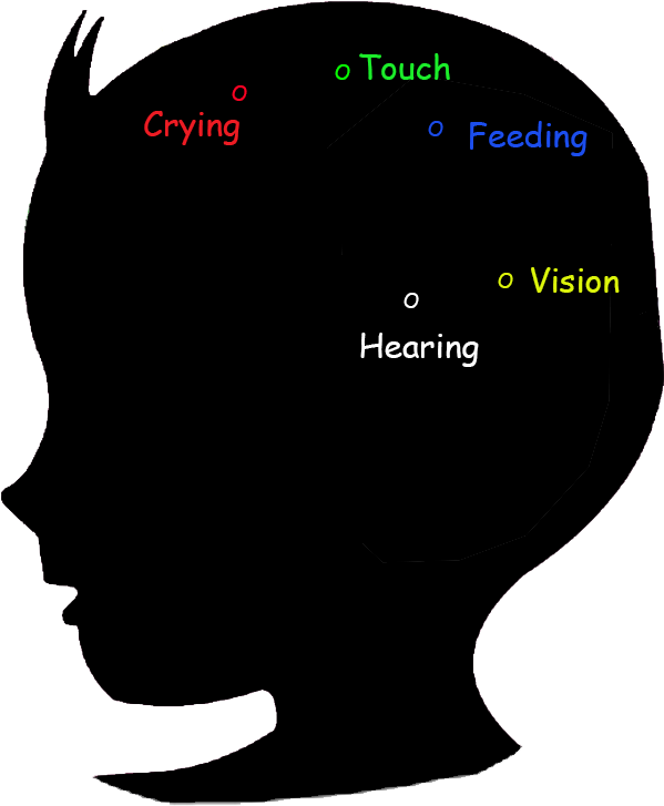 Baby Brain Development Stage 0-2 Months - Social Development In Infancy Period (1224x1080), Png Download
