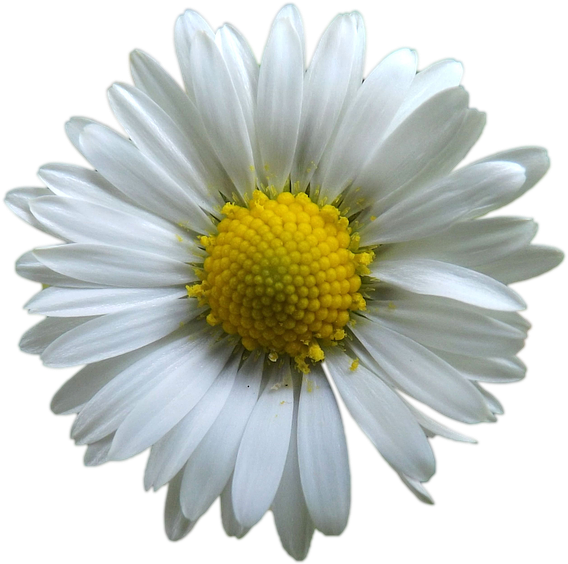 Flores Png Branca - Blomster Med Hvit Bakgrunn (960x640), Png Download