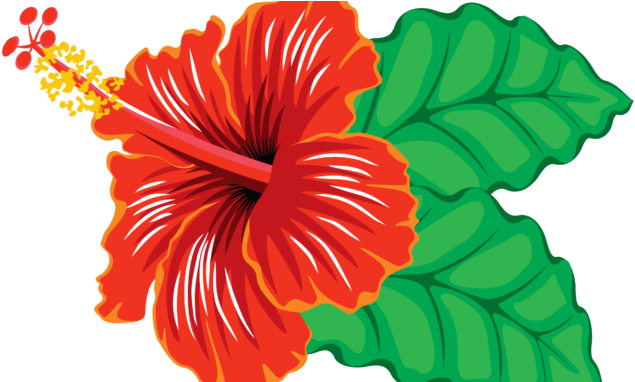 Free Hibiscus Clipart Images & Pictures Download【2018】 - Clip Art Hibiscus (678x381), Png Download