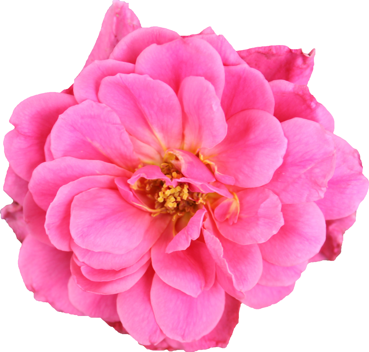 Flower (1200x1145), Png Download