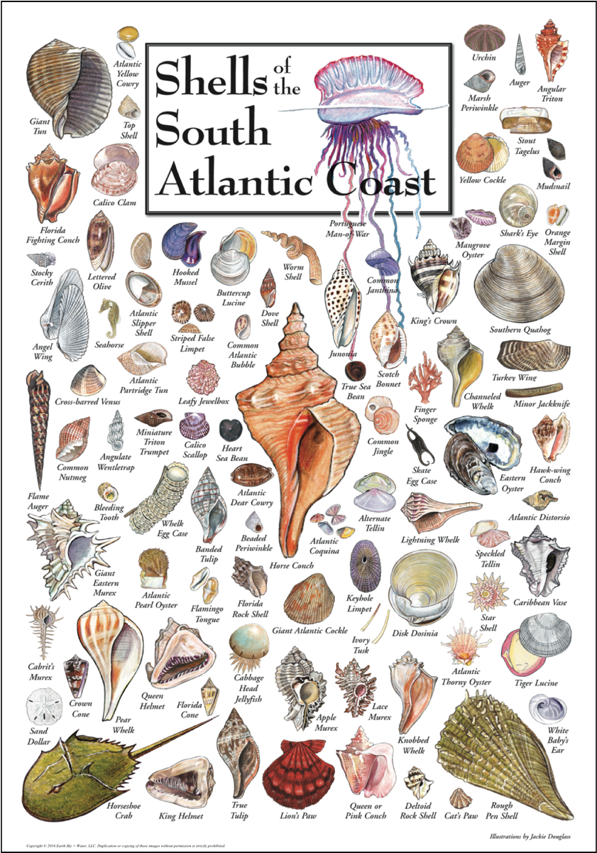 Shopping Cart -  -  - Types Of Seashells Atlantic Coast (1200x1200), Png Download