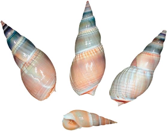 0, - Sea Snail Shell Png (600x483), Png Download