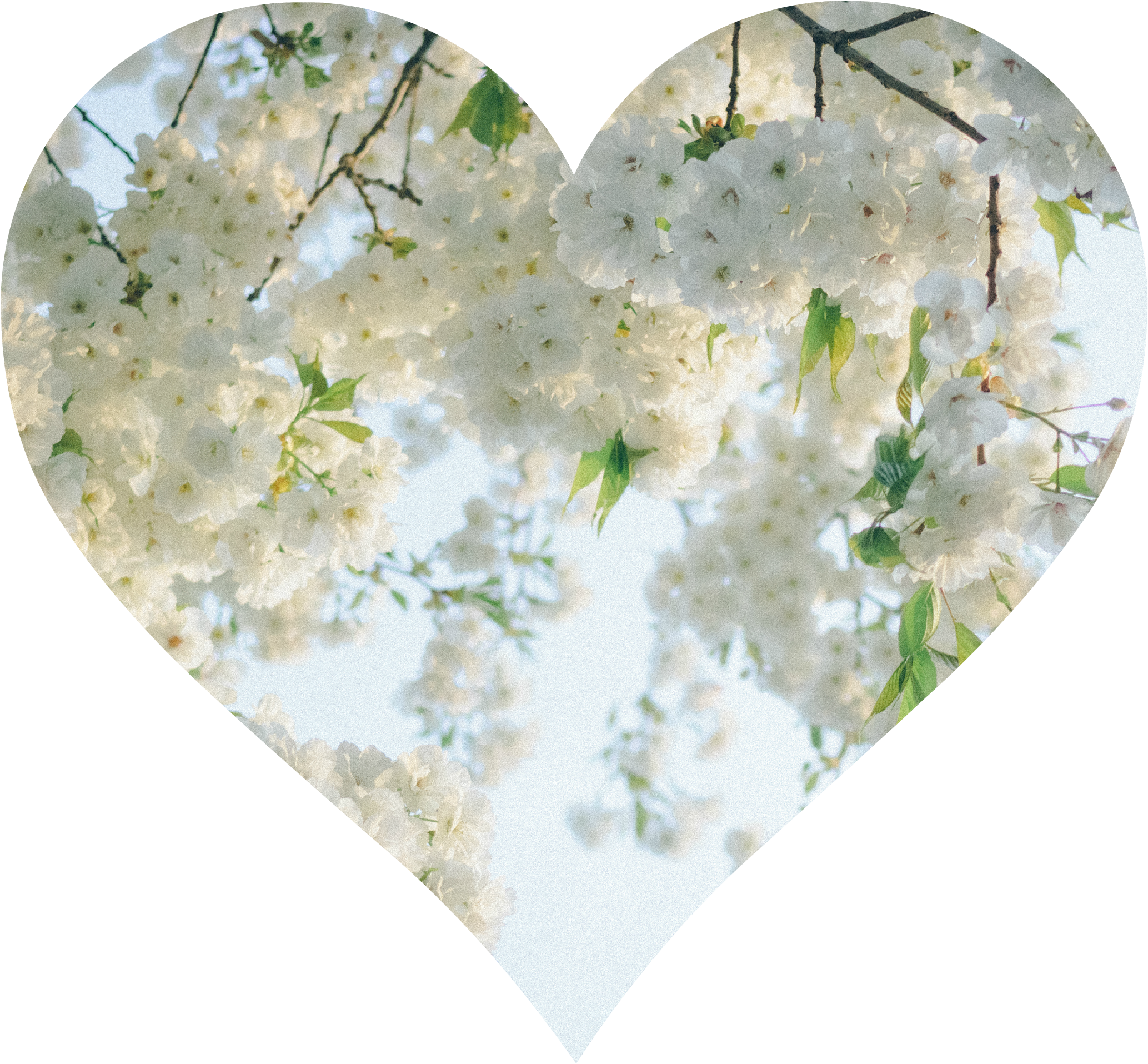 Heart (3318x2212), Png Download