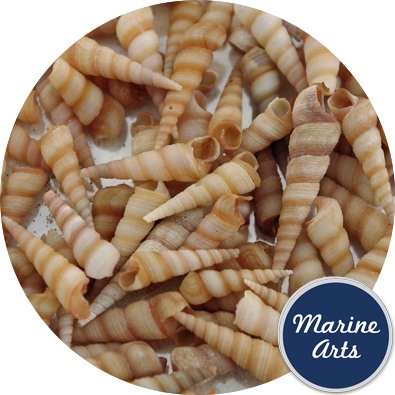 Mini Screw Shells - Screw (395x395), Png Download