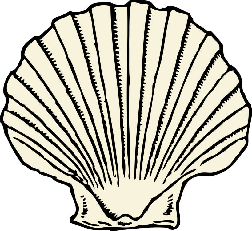 Outline, No Color - Shell Clip Art (600x549), Png Download