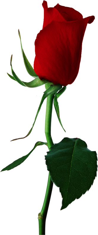 Stem Drawing Rose Bud Graphic Stock - Red Rose Bud Png (350x800), Png Download