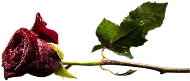 Red Rosebud Cliparts - Tube Rose Rouge Png (650x303), Png Download