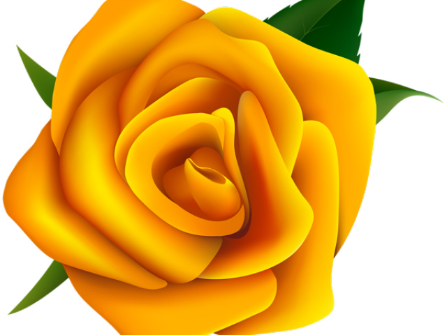 Yellow Rose Vector Png (640x480), Png Download