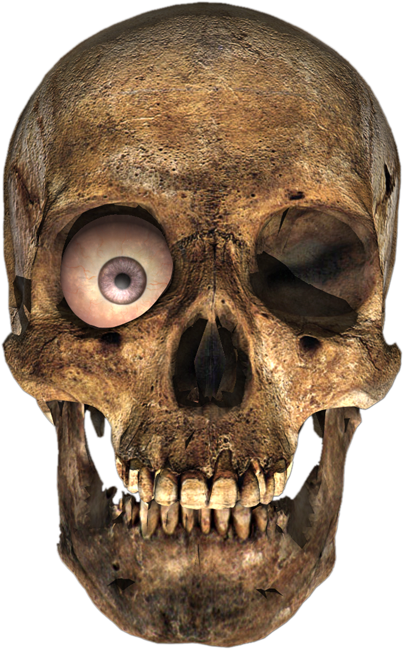 Transparent Skull Png (765x1045), Png Download