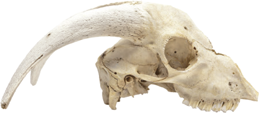 Cabinet Of Curiosities - Dead Animal Skulls (971x477), Png Download