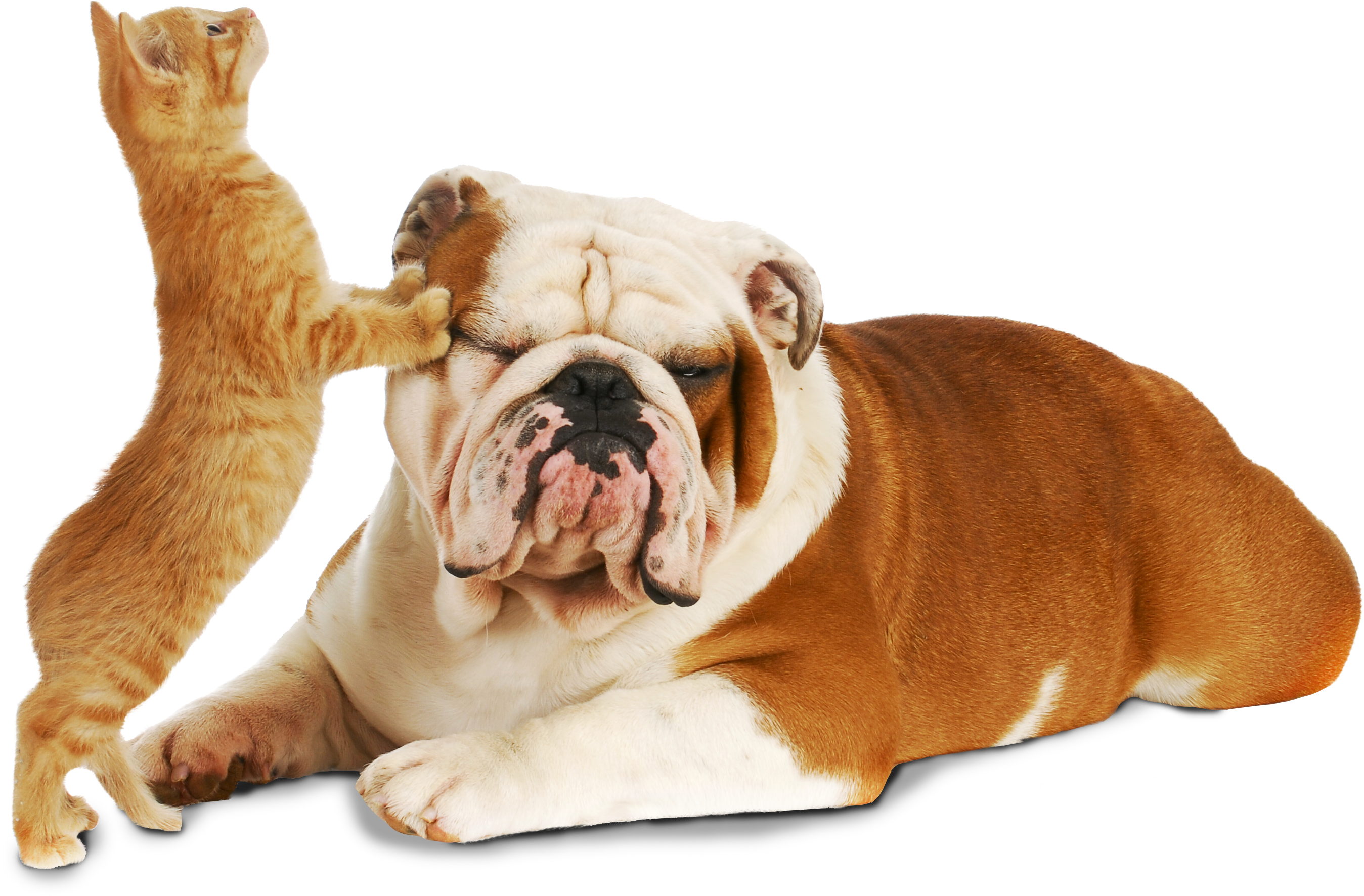 Cat And Dog - Young Living And Animals (3180x2108), Png Download