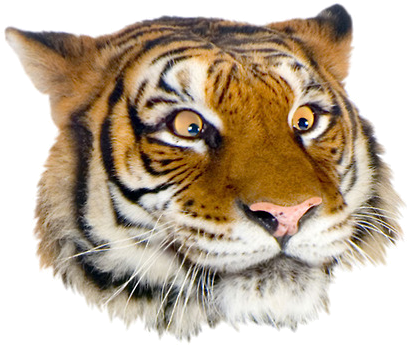 Grft Suggestive Face - Dunrobin Castle (426x376), Png Download