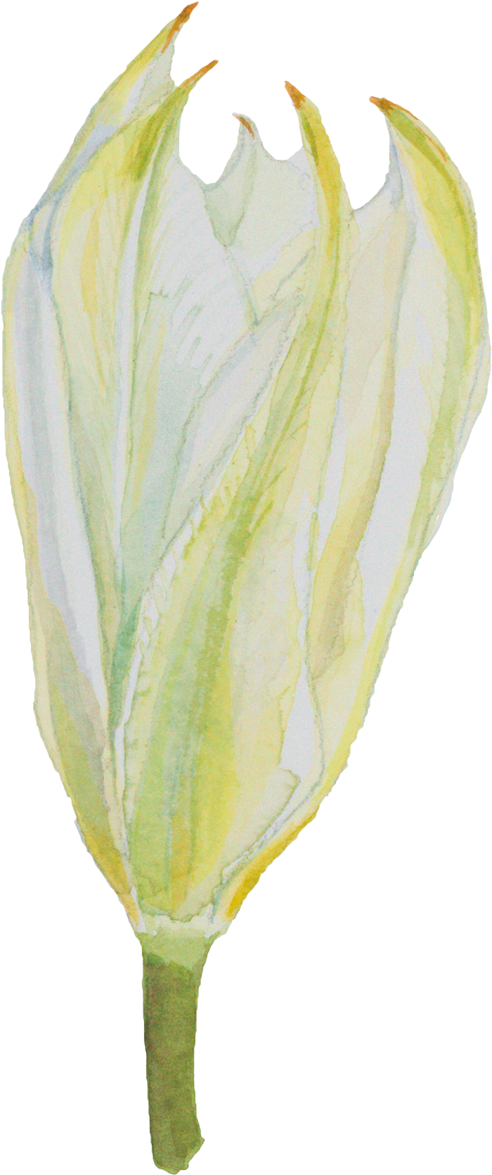 Tulip Hand-painted Watercolor Decorative Transparent - Watercolor Painting (812x1748), Png Download