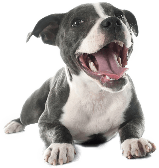 Pit Bull Terrier Png - Pitbull Png (531x561), Png Download