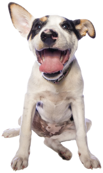 Pitbull Dog Png - Dog Pit Bulls On The Beach Transparent Transparent (363x606), Png Download