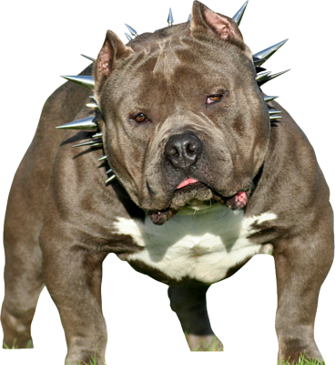 Pitbull Puppy Png Download - American Bully Dog (368x400), Png Download