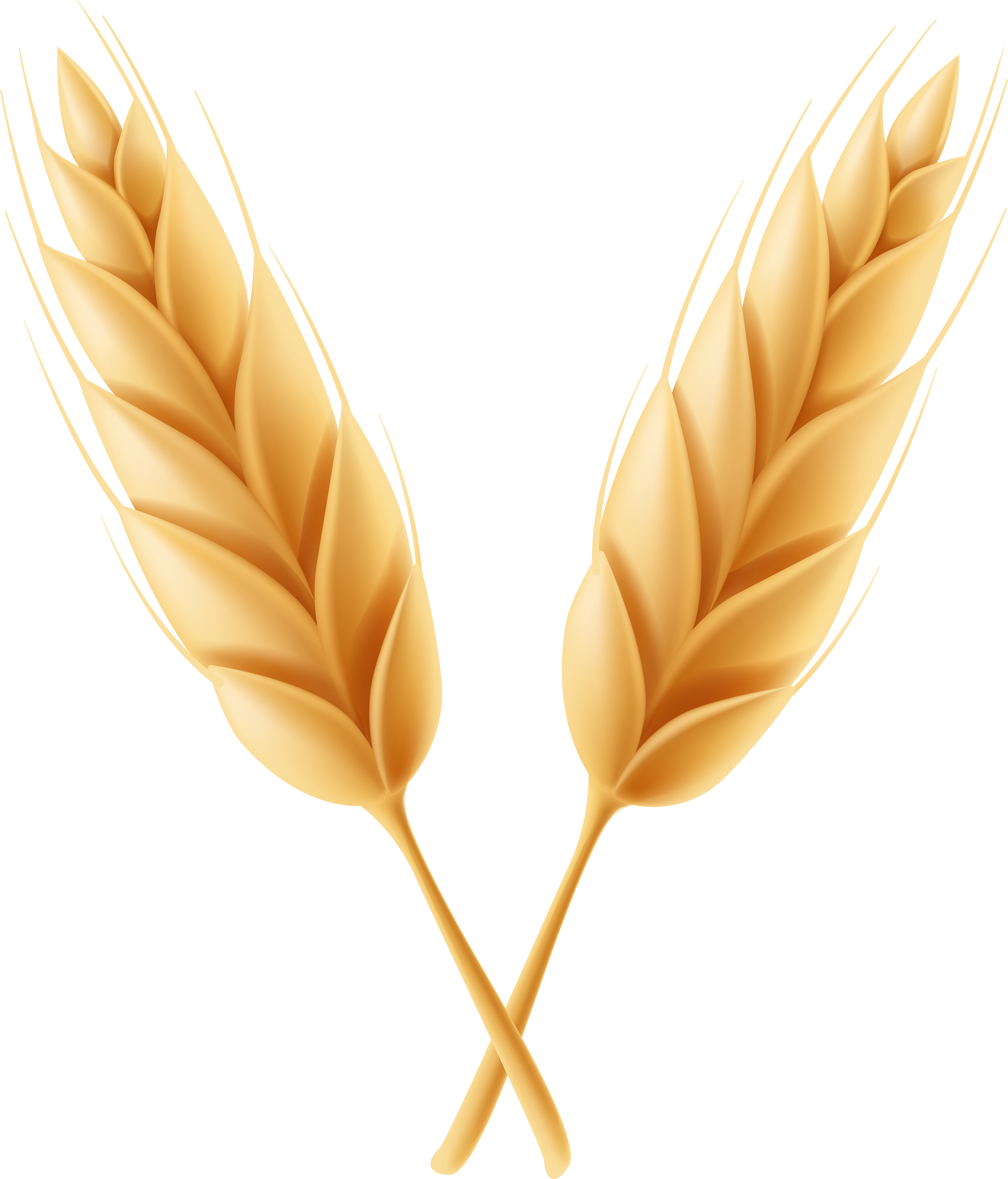 Wheat Transparent Png (6841x8000), Png Download