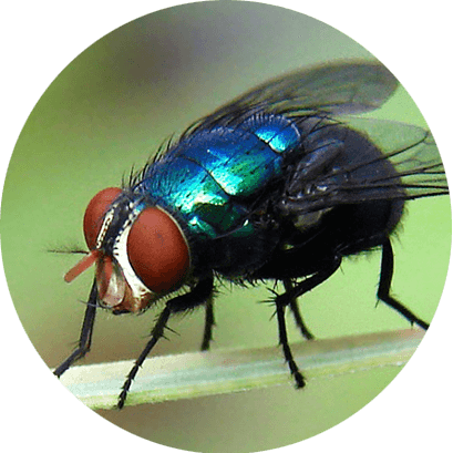 Serviço De Controle De Moscas Em Belo Horizonte - Miíase Primária E Secundária (409x409), Png Download