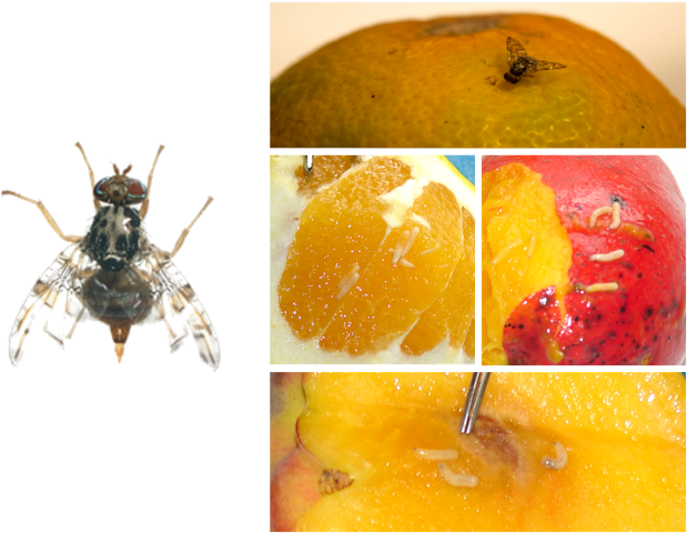 Adulto Y Daños De Ceratitis Capitata - Moscas De La Fruta Anastrepha Spp Ceratitis Capitata (619x480), Png Download