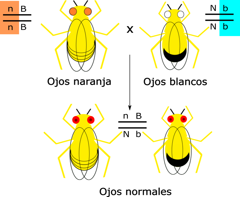 Drosophila Genoma - Fruit Flies (800x656), Png Download