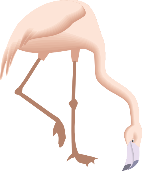 Flamingo Bending Down (498x600), Png Download