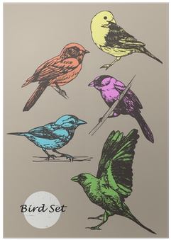 Set Of Highly Detailed Colorful Hand-drawn Birds - Bird (400x400), Png Download