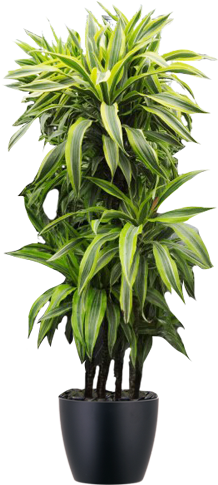 Medium Light Plants - Plantas Para Dentro De Una Casa (500x500), Png Download