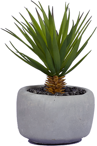 Agave Azul (600x730), Png Download