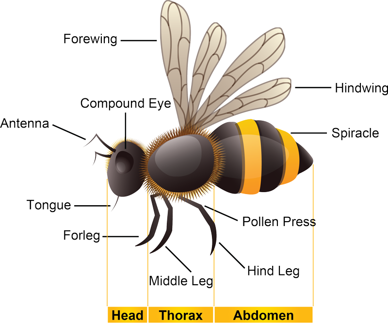 Biology - Bee (800x668), Png Download