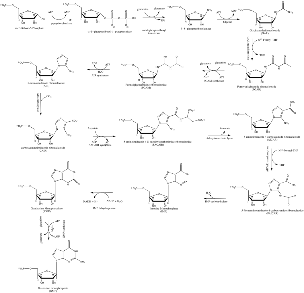 Gmp De Novo Synthesis - Diagram (1060x1024), Png Download